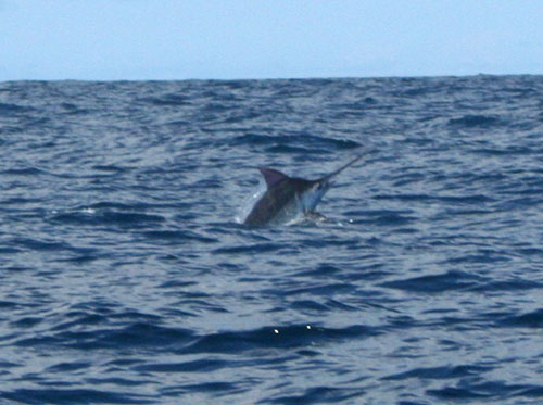 Marlin Fishing Costa Rica