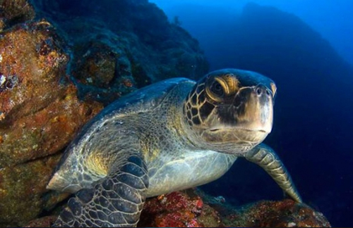 Sea Turtle Protection