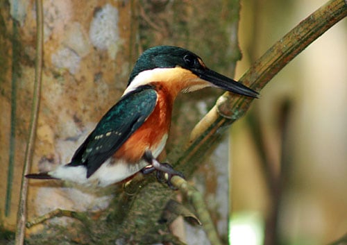King Fisher American in the Forest