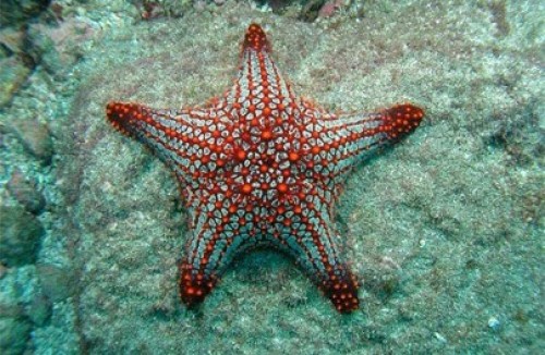 Snorkeling Starfish
