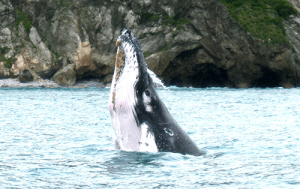 A humpback whale at Matapalo Rock