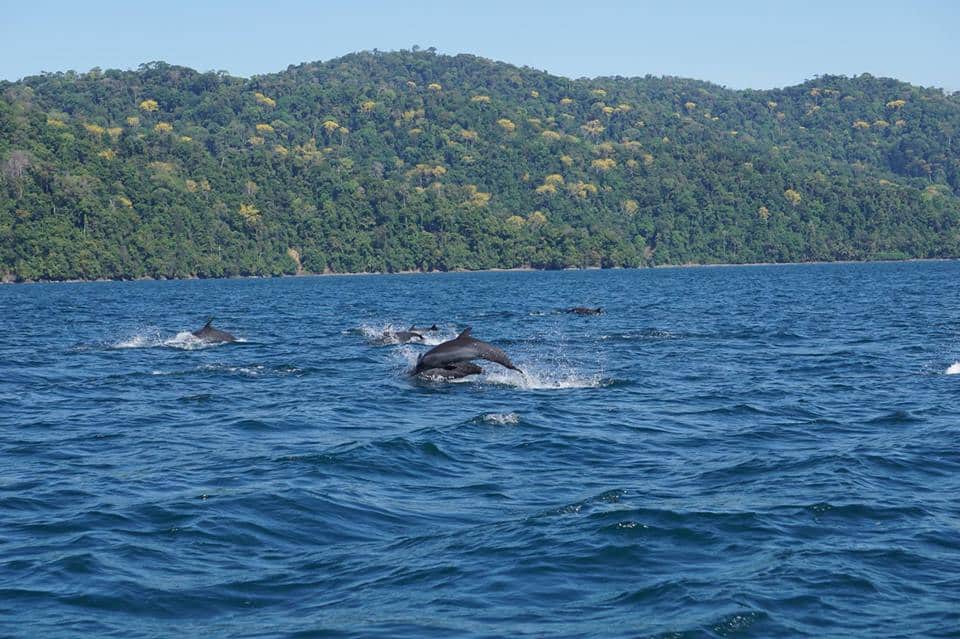 dolphins golfo dulce bloooming trees