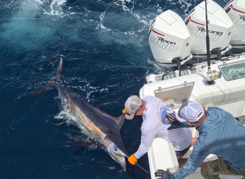 Costa Rica marlin release Crocodile Bay