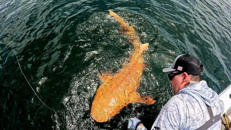 Rare orange shark discovered